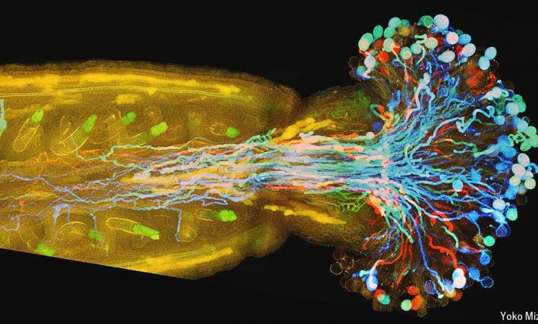 Alat kelamin betina pada bunga dapat mempercepat pembuahan Alat kelamin betina pada bunga dapat mempercepat pembuahan
