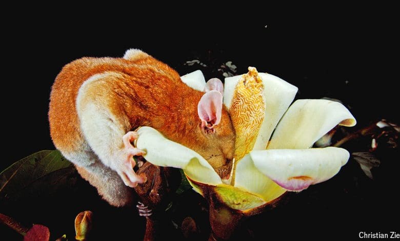 Hutan hujan yang paling banyak diteliti di dunia masih menghasilkan wawasan baru Hutan hujan yang paling banyak diteliti di dunia masih menghasilkan wawasan baru