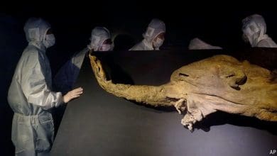 Kromosom yang dikeringkan beku dapat bertahan selama ribuan tahun Kromosom yang dikeringkan beku dapat bertahan selama ribuan tahun