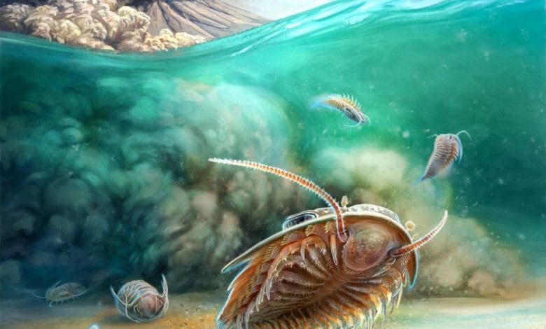 Penemuan Fosil yang Belum Pernah Ada Sebelumnya: Pemakaman Mirip Pompeii Melestarikan Trilobita dalam Element 3D yang Menakjubkan Penemuan Fosil yang Belum Pernah Ada Sebelumnya: Pemakaman Mirip Pompeii Melestarikan Trilobita dalam Element 3D yang Menakjubkan