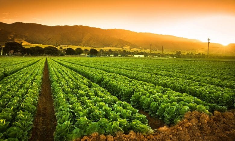 Penemuan yang Luar Biasa: Bagaimana Seng Dapat Mengubah Pertanian Selamanya Penemuan yang Luar Biasa: Bagaimana Seng Dapat Mengubah Pertanian Selamanya