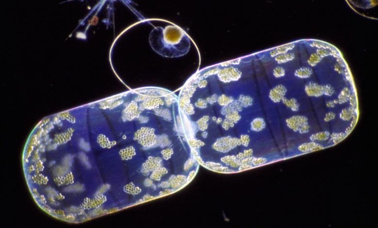 Penemuan Mengejutkan Bisa Mengubah Siklus Karbon International Penemuan Mengejutkan Bisa Mengubah Siklus Karbon International