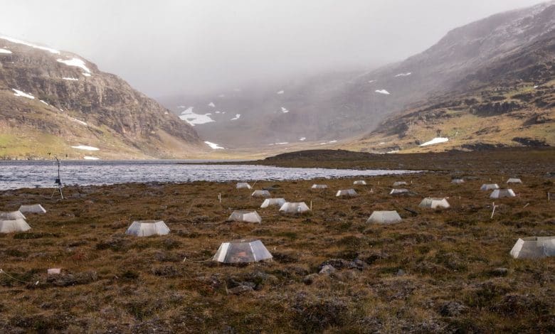 Tundra Berubah Menjadi Pengkhianat: Pemanasan Iklim Mengubah Penyerap Karbon Menjadi Sumber Tundra Berubah Menjadi Pengkhianat: Pemanasan Iklim Mengubah Penyerap Karbon Menjadi Sumber