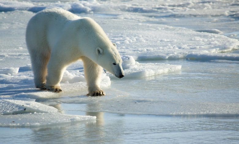 Lihat Bagaimana Ilmuwan Melacak Beruang Kutub Dengan Tag “Duri pada Bulu” yang Terobosan Lihat Bagaimana Ilmuwan Melacak Beruang Kutub Dengan Tag “Duri pada Bulu” yang Terobosan