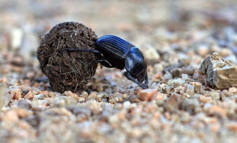 Ekonomi kumbang kotoran yang menyebalkan Ekonomi kumbang kotoran yang menyebalkan