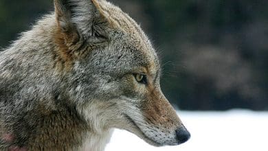 Wihio dan Coyote Wihio dan Coyote