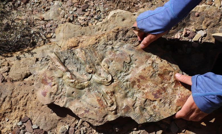 Penemuan Grand Canyon Baru Dapat Menulis Ulang Buku Teks Geologi Penemuan Grand Canyon Baru Dapat Menulis Ulang Buku Teks Geologi