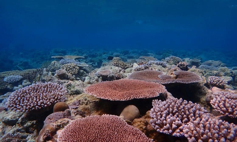 Terumbu Karang Akan Terancam Punah Tanpa Pengurangan Emisi Global Segera, Para Ilmuwan Memperingatkan Terumbu Karang Akan Terancam Punah Tanpa Pengurangan Emisi Global Segera, Para Ilmuwan Memperingatkan