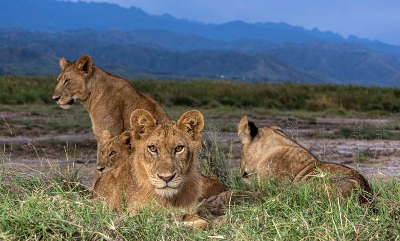 Hyena Berkembang Sementara Singa Berjuang Untuk Bertahan Hidup Hyena Berkembang Sementara Singa Berjuang Untuk Bertahan Hidup