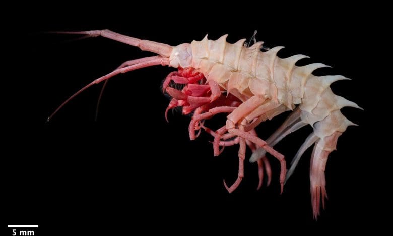 Di Bawah Es: Kekayaan Tersembunyi dan Ekosistem Rapuh Arktik Di Bawah Es: Kekayaan Tersembunyi dan Ekosistem Rapuh Arktik