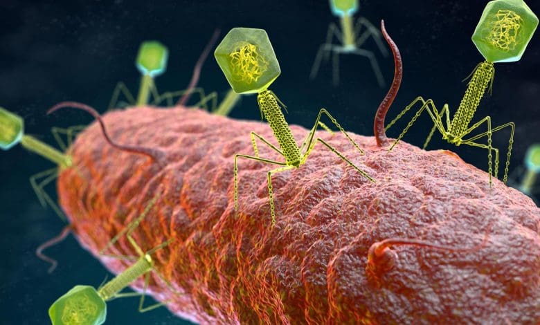 Virus Belajar Berbagi: Penemuan Terobosan yang Mengubah Terapi Fag Virus Belajar Berbagi: Penemuan Terobosan yang Mengubah Terapi Fag