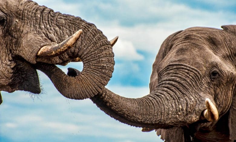 Mengungkap Kepribadian Kompleks Gajah Afrika Jantan Mengungkap Kepribadian Kompleks Gajah Afrika Jantan