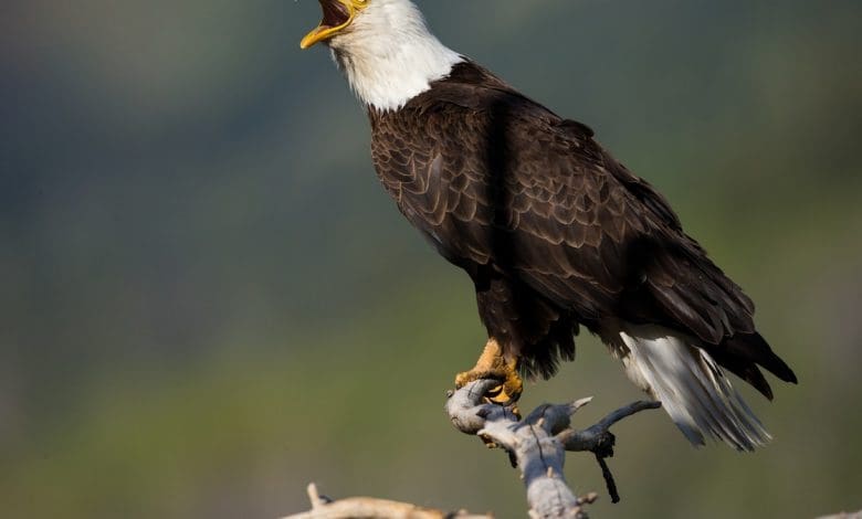 Elang botak sebenarnya bukan burung nasional AS—sampai sekarang Elang botak sebenarnya bukan burung nasional AS—sampai sekarang