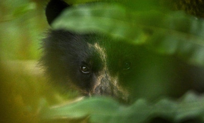 Beruang terlihat kawin di pepohonan—hal ini merupakan hal yang pertama dalam bidang ilmiah Beruang terlihat kawin di pepohonan—hal ini merupakan hal yang pertama dalam bidang ilmiah