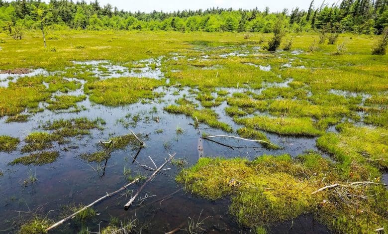 Ilmuwan Menemukan Senjata Tersembunyi Melawan TBC di Rawa Gambut Ilmuwan Menemukan Senjata Tersembunyi Melawan TBC di Rawa Gambut