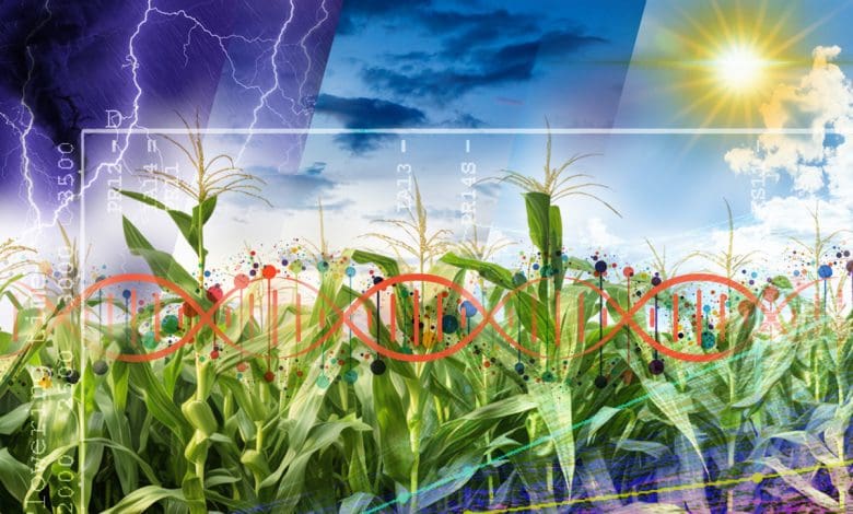 Bagaimana 20 Juta Penanda Genetik Dapat Mengubah Cara Kita Menanam Jagung Bagaimana 20 Juta Penanda Genetik Dapat Mengubah Cara Kita Menanam Jagung