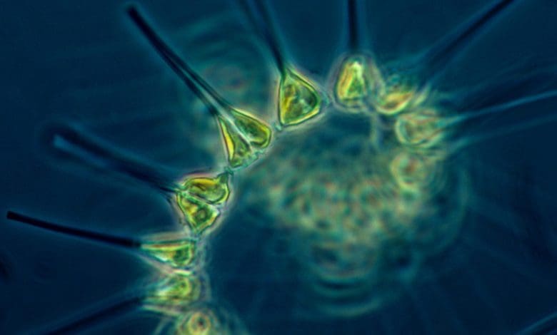 Pahlawan Tersembunyi di Lautan: Bagaimana Alga Laut Dalam Berkembang Di Tengah Pemanasan Global Pahlawan Tersembunyi di Lautan: Bagaimana Alga Laut Dalam Berkembang Di Tengah Pemanasan Global