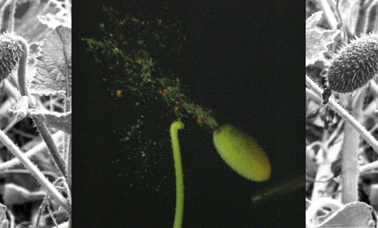 Meriam Super Alam: Di Dalam Peluncuran Benih Peledak dari Mentimun yang Menyemprotkan Meriam Super Alam: Di Dalam Peluncuran Benih Peledak dari Mentimun yang Menyemprotkan