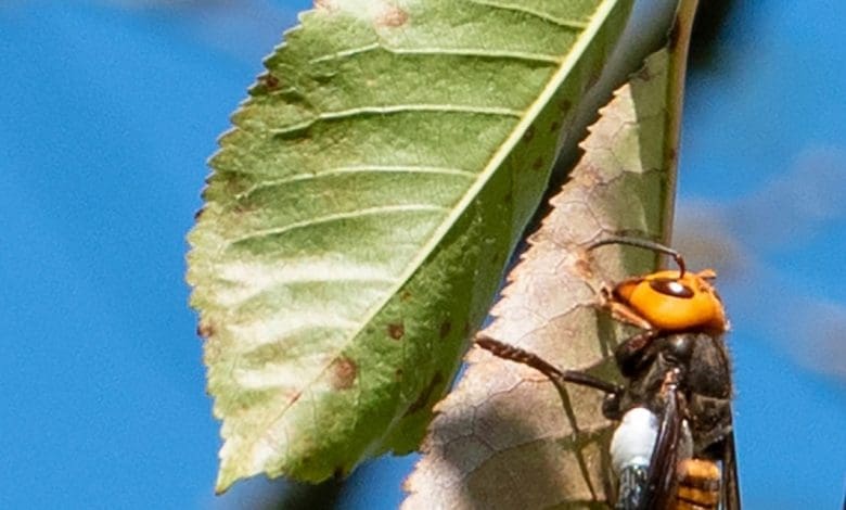 'Tawon Pembunuh' musnah di Amerika Utara dengan kemenangan yang jarang terjadi 'Tawon Pembunuh' musnah di Amerika Utara dengan kemenangan yang jarang terjadi