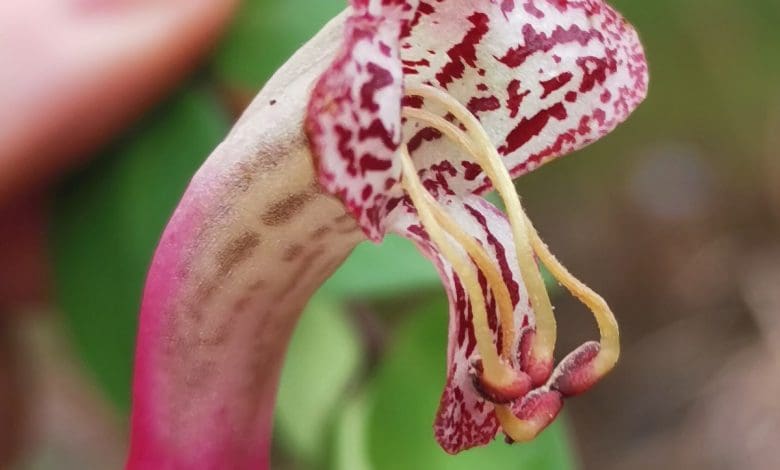 Benar-benar Baru dalam Sains: Ahli Botani Menemukan Bunga Eksotis Unik di Filipina Benar-benar Baru dalam Sains: Ahli Botani Menemukan Bunga Eksotis Unik di Filipina