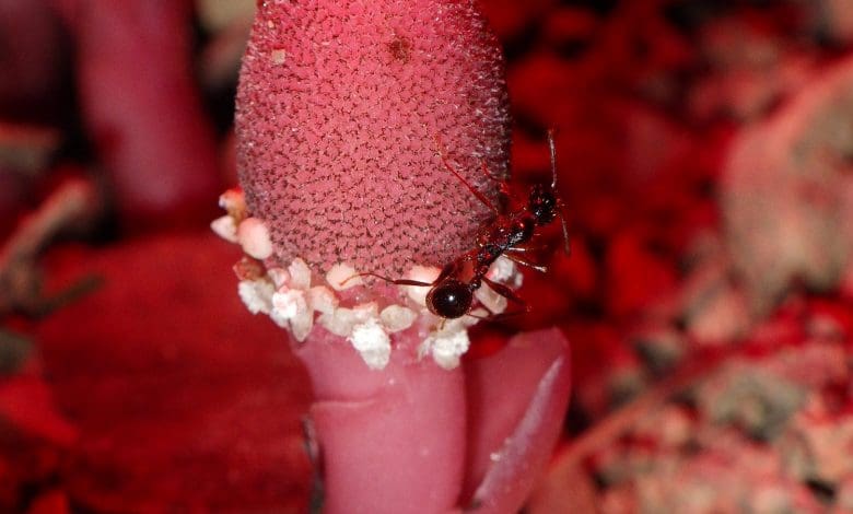 Serangga Tidak Biasa yang Mengenakan Dua Topi Memecahkan Misteri Botani yang Sudah Lama Ada Serangga Tidak Biasa yang Mengenakan Dua Topi Memecahkan Misteri Botani yang Sudah Lama Ada