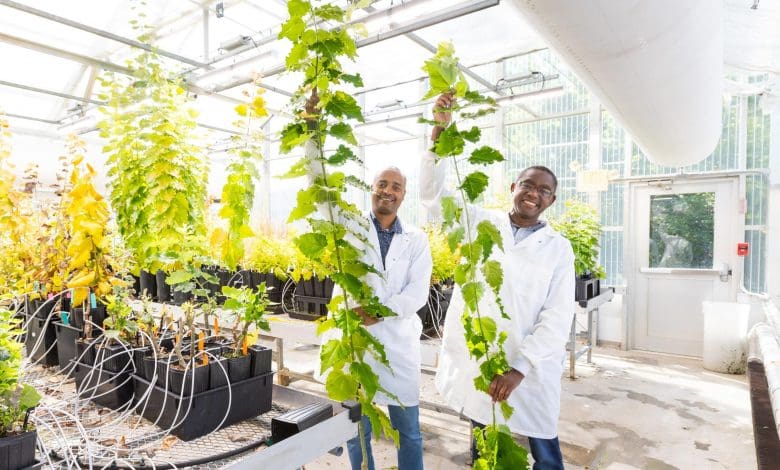 Gen Terobosan Meningkatkan Pertumbuhan Tanaman dan Meningkatkan Fotosintesis Gen Terobosan Meningkatkan Pertumbuhan Tanaman dan Meningkatkan Fotosintesis