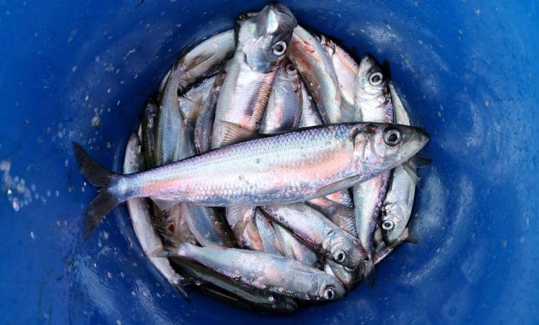 Baltic Herring Turn Predators: Pergeseran Evolusi yang Menakjubkan Baltic Herring Turn Predators: Pergeseran Evolusi yang Menakjubkan