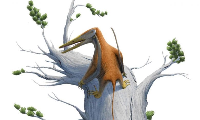 Fosil Pterosaurus Purba Mendorong Asal Usulnya Kembali 15 Juta Tahun Fosil Pterosaurus Purba Mendorong Asal Usulnya Kembali 15 Juta Tahun