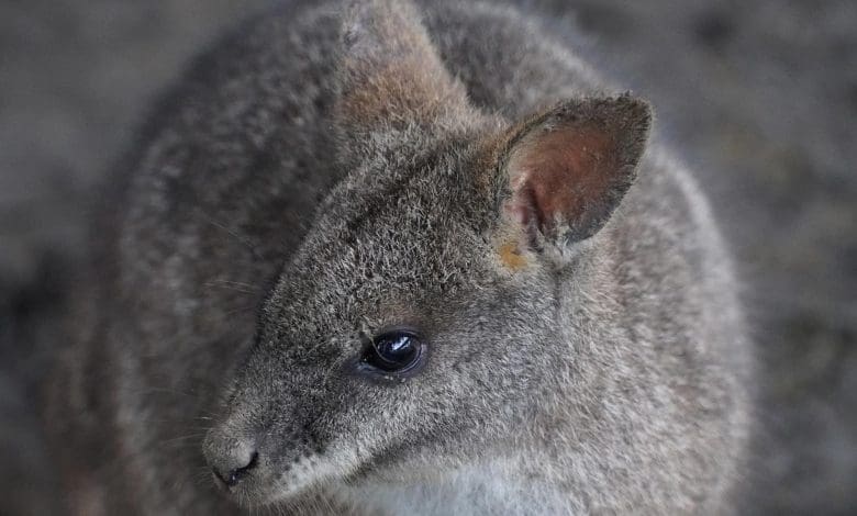 Parma Wallabies Under Siege: Bagaimana Kebakaran Hutan dan Rubah Mengancam Kelangsungan Hidup Parma Wallabies Under Siege: Bagaimana Kebakaran Hutan dan Rubah Mengancam Kelangsungan Hidup
