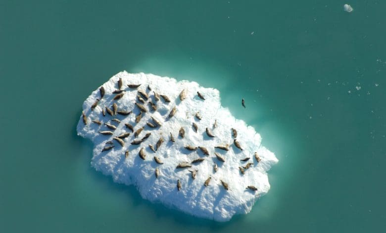 Gletser yang Mencair Mengancam Tempat Perlindungan Anjing Laut di Gunung Es Gletser yang Mencair Mengancam Tempat Perlindungan Anjing Laut di Gunung Es