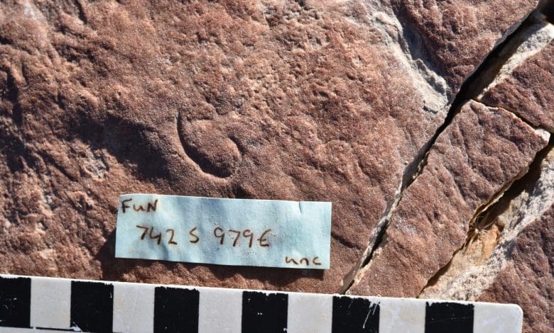 Penemuan Fosil Berusia 555 Juta Tahun yang Terobosan Menjelaskan Salah Satu Misteri Terbesar Evolusi Penemuan Fosil Berusia 555 Juta Tahun yang Terobosan Menjelaskan Salah Satu Misteri Terbesar Evolusi