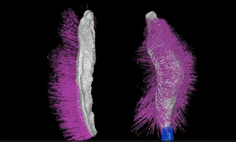 Peneliti menggali fosil berusia 430 juta tahun yang menentang norma evolusioner Peneliti menggali fosil berusia 430 juta tahun yang menentang norma evolusioner