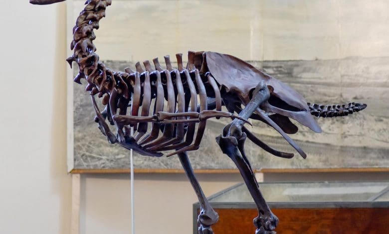 Ahli Paleontologi Temukan yang sangat jarang 45 juta Fosil Burung Berumur Berumur Bersembunyi Di Pandangan Plain Ahli Paleontologi Temukan yang sangat jarang 45 juta Fosil Burung Berumur Berumur Bersembunyi Di Pandangan Plain