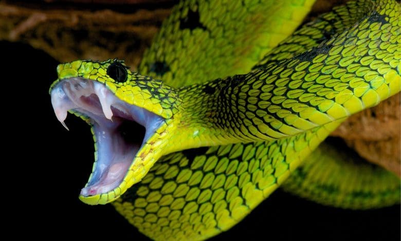 Protein yang dirancang AI-tidak seperti yang ditemukan di alam-merevolusi pengobatan snakebite Protein yang dirancang AI-tidak seperti yang ditemukan di alam-merevolusi pengobatan snakebite
