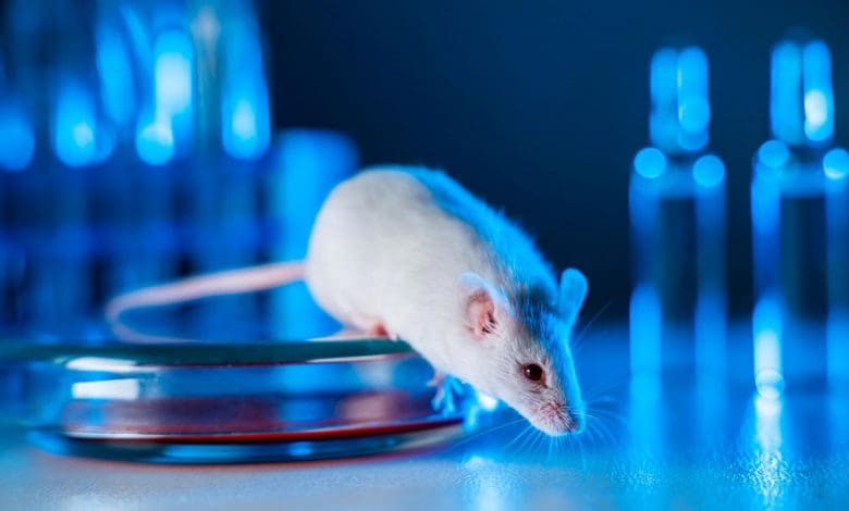 Defying Biology: Ilmuwan Tiongkok Mouseer Mouse Dengan Dua Orang Tua Laki -Laki Defying Biology: Ilmuwan Tiongkok Mouseer Mouse Dengan Dua Orang Tua Laki -Laki