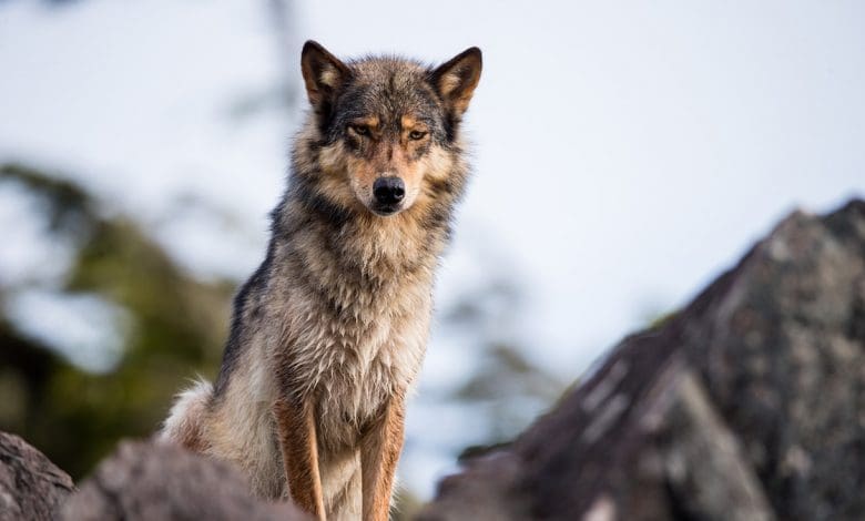Model baru menunjukkan anjing bisa menjinakkan diri sendiri Model baru menunjukkan anjing bisa menjinakkan diri sendiri