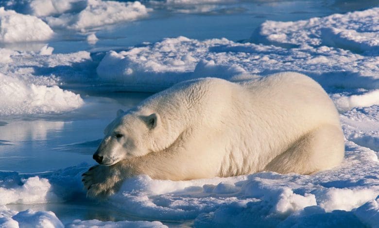 Rahasia licin beruang kutub: Bagaimana bulu berminyak menentang pembekuan Arktik Rahasia licin beruang kutub: Bagaimana bulu berminyak menentang pembekuan Arktik