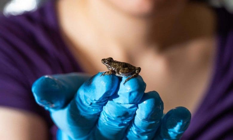 Para ilmuwan mengungkap rahasia di balik kekuatan super air katak Para ilmuwan mengungkap rahasia di balik kekuatan super air katak