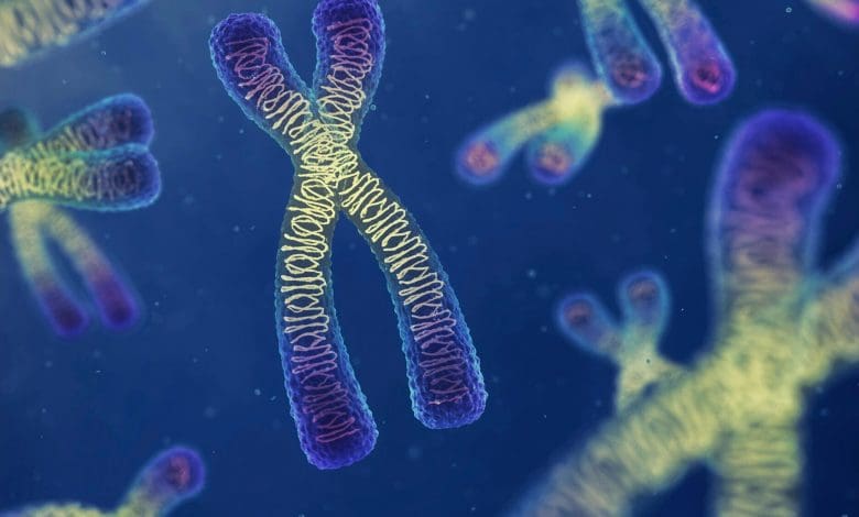 Gurita memiliki kromosom seks rahasia – dan lebih tua dari dinosaurus Gurita memiliki kromosom seks rahasia – dan lebih tua dari dinosaurus