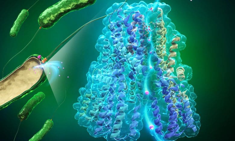 Motor Flagellar: Bagaimana bakteri mencapai efisiensi energi hampir 100% Motor Flagellar: Bagaimana bakteri mencapai efisiensi energi hampir 100%