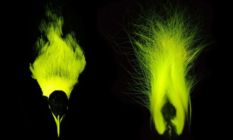 Ilmuwan menemukan biofluoresensi pada burung-orang paradis, mengungkapkan lapisan tersembunyi dari tampilan kawin Ilmuwan menemukan biofluoresensi pada burung-orang paradis, mengungkapkan lapisan tersembunyi dari tampilan kawin