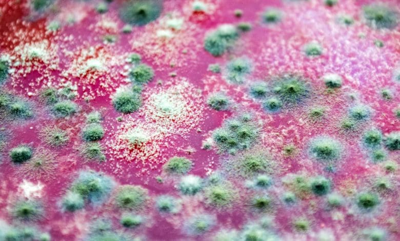 Jamur yang mematikan ini “meretas” sistem kekebalan tubuh, menyebabkan otak menghancurkan diri sendiri Jamur yang mematikan ini “meretas” sistem kekebalan tubuh, menyebabkan otak menghancurkan diri sendiri