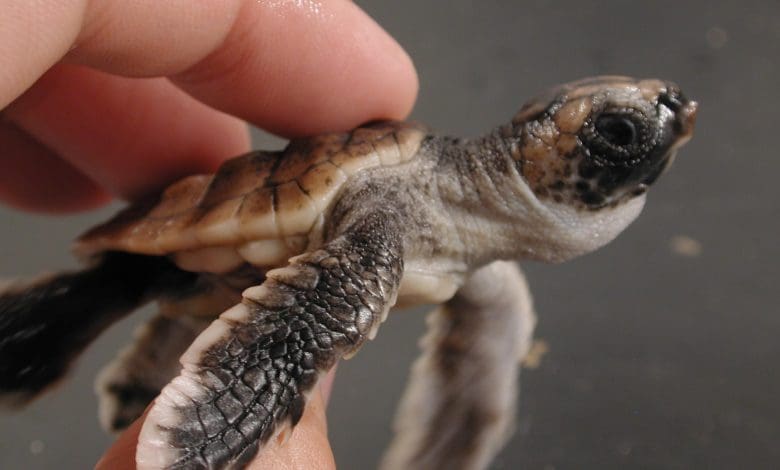 GPS Tersembunyi Penyu: Para ilmuwan membuka rahasia navigasi magnetnya GPS Tersembunyi Penyu: Para ilmuwan membuka rahasia navigasi magnetnya