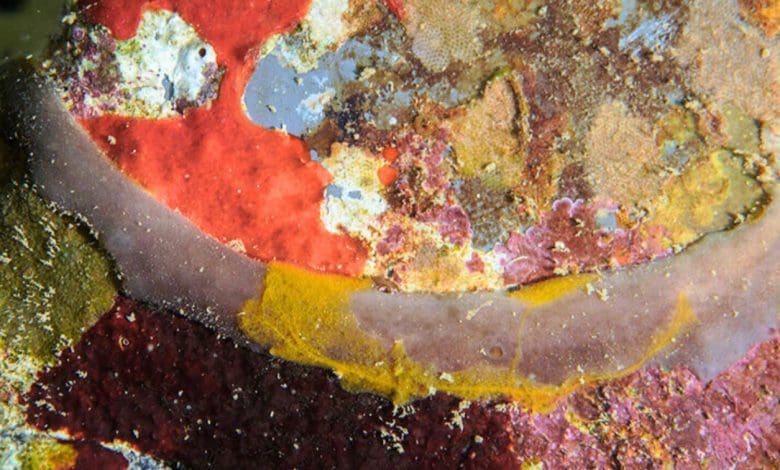 10 spesies spons baru yang ditemukan di terumbu terumbu Hawai'i 10 spesies spons baru yang ditemukan di terumbu terumbu Hawai'i