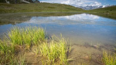 Beyond the Trees: mengejutkan karbon wastafel baru terungkap Beyond the Trees: mengejutkan karbon wastafel baru terungkap