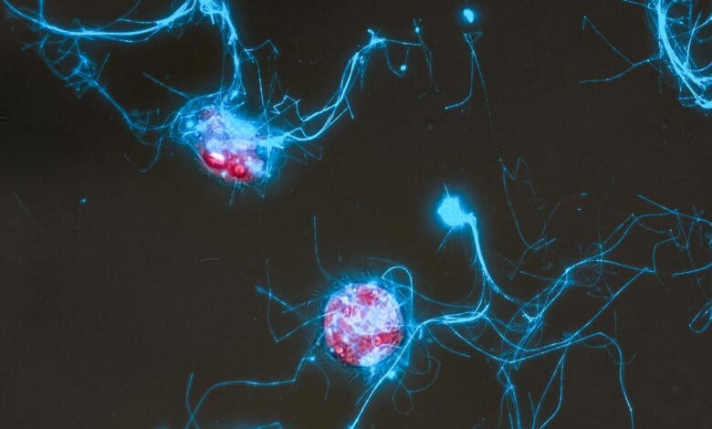 Sugars That Glow Could Explain Ocean Carbon Mysteries Sugars That Glow Could Explain Ocean Carbon Mysteries