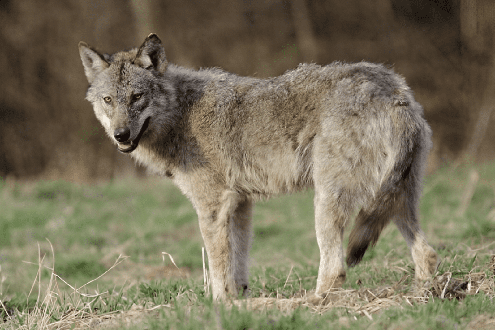 Hadits Setan Ibarat Serigala Bagi Manusia Sebagaimana Serigala Bagi Kambing