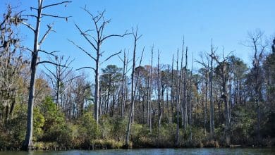 Hutan Hantu Menjadi Hantu Baru Perubahan Iklim