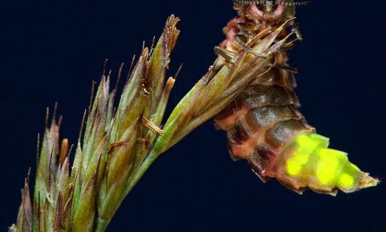 Bagaimana Glowworm Bersinar?