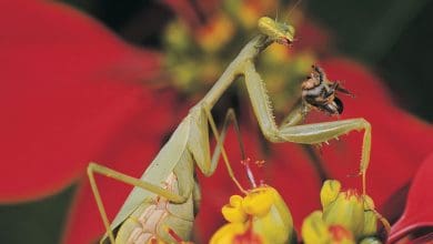 Mengapa Beberapa Hewan Memakan Pasangannya Setelah Berhubungan Seks?